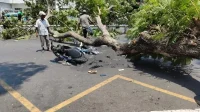 Sumber Gambar : https://www.google.com/search?sca_esv=abca9301b52d9f7f&sxsrf=APpeQntyHr4lKosc2JPjN5i5m2IluqHWag:1788610152981&udm=2&fbs=ABfTbFXcxyYw57x6GtcNOYHSg5QD-nhWp5eorN6SUhUGqyUqzOPt4f0-5tCItTWe5QuG2MYJranBCq266dRx21HLjVEMVCiJ-yx1gWaqSD1n4T6iELtRZmVAkH-Nc0xqMgk3nHHwHJANw9y-Lo21ymRyVlTRQa2kGwkq7W1G_MrUMv702NV2L2LRDjrZf0ajXx4NbQLh2Cs2zF-DpSKICalAmQ8ETCM7CA&q=pohon+tumbang+semarang&sa=X&ved=2ahUKEwibi72GtNeWAxVTwTgGHRFbIyMQtKgLegQIExAB&biw=1366&bih=599&dpr=1#sv=CAMSURoyKhBlLWo3NlVIZTdnbjN4clBNMg5qNzZVSGU3Z24zeHJQTToOcnFiVHQ2WWVCNjNkb00gBCoXCgFzEhBlLWo3NlVIZTdnbjN4clBNGAEwARgHIOPQ6NULSggQARgBIAEoAQ