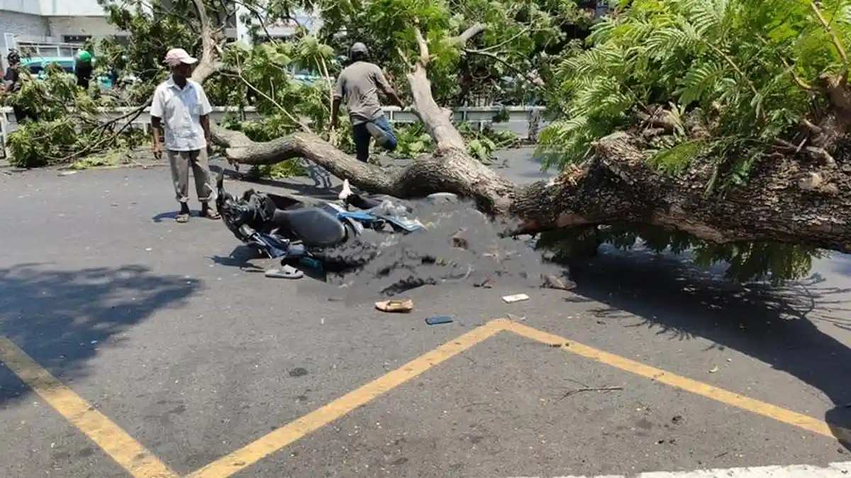 Sumber Gambar : https://www.google.com/search?sca_esv=abca9301b52d9f7f&sxsrf=APpeQntyHr4lKosc2JPjN5i5m2IluqHWag:1788610152981&udm=2&fbs=ABfTbFXcxyYw57x6GtcNOYHSg5QD-nhWp5eorN6SUhUGqyUqzOPt4f0-5tCItTWe5QuG2MYJranBCq266dRx21HLjVEMVCiJ-yx1gWaqSD1n4T6iELtRZmVAkH-Nc0xqMgk3nHHwHJANw9y-Lo21ymRyVlTRQa2kGwkq7W1G_MrUMv702NV2L2LRDjrZf0ajXx4NbQLh2Cs2zF-DpSKICalAmQ8ETCM7CA&q=pohon+tumbang+semarang&sa=X&ved=2ahUKEwibi72GtNeWAxVTwTgGHRFbIyMQtKgLegQIExAB&biw=1366&bih=599&dpr=1#sv=CAMSURoyKhBlLWo3NlVIZTdnbjN4clBNMg5qNzZVSGU3Z24zeHJQTToOcnFiVHQ2WWVCNjNkb00gBCoXCgFzEhBlLWo3NlVIZTdnbjN4clBNGAEwARgHIOPQ6NULSggQARgBIAEoAQ