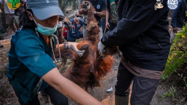 Sumber Gambar : https://nasional.kompas.com/read/2026/09/04/06235461/karhutla-belum-reda-titik-api-tambah-manusia-hingga-orangutan-terdampak?page=all#page2