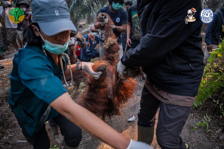 Sumber Gambar : https://nasional.kompas.com/read/2026/09/04/06235461/karhutla-belum-reda-titik-api-tambah-manusia-hingga-orangutan-terdampak?page=all#page2